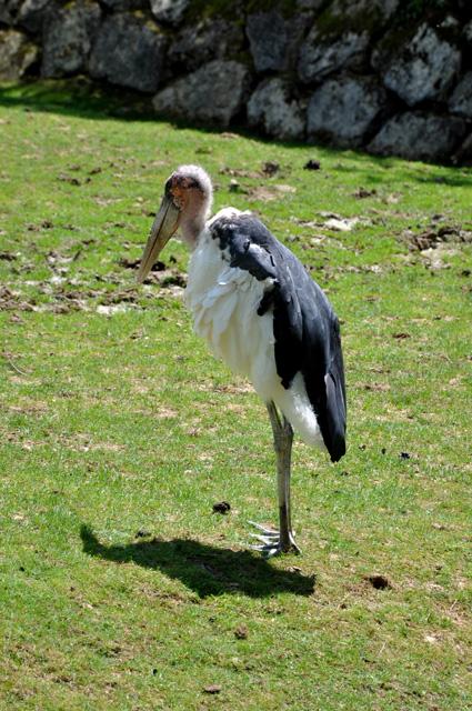 min 2013 07 06 beauval 172
